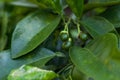 Small budding ruby red grapefruit Citrus Ãâ paradise on a tree Royalty Free Stock Photo